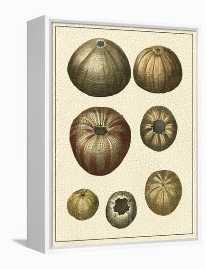 Crackled Antique Shells III-Denis Diderot-Framed Stretched Canvas