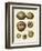 Crackled Antique Shells III-Denis Diderot-Framed Premium Giclee Print