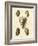 Crackled Antique Shells IV-Denis Diderot-Framed Art Print