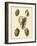 Crackled Antique Shells IV-Denis Diderot-Framed Art Print