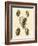 Crackled Antique Shells IV-Denis Diderot-Framed Art Print