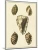 Crackled Antique Shells IV-Denis Diderot-Mounted Art Print