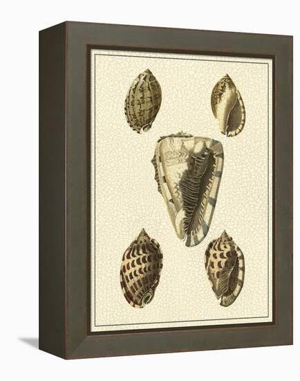 Crackled Antique Shells IV-Denis Diderot-Framed Stretched Canvas