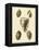 Crackled Antique Shells IV-Denis Diderot-Framed Stretched Canvas