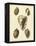 Crackled Antique Shells IV-Denis Diderot-Framed Stretched Canvas