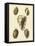 Crackled Antique Shells IV-Denis Diderot-Framed Stretched Canvas