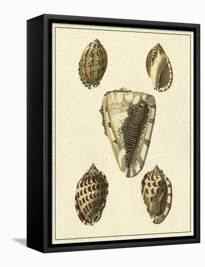 Crackled Antique Shells IV-Denis Diderot-Framed Stretched Canvas