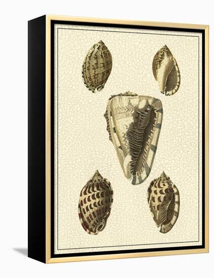 Crackled Antique Shells IV-Denis Diderot-Framed Stretched Canvas