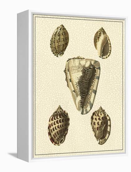 Crackled Antique Shells IV-Denis Diderot-Framed Stretched Canvas