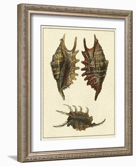 Crackled Antique Shells V-Denis Diderot-Framed Art Print