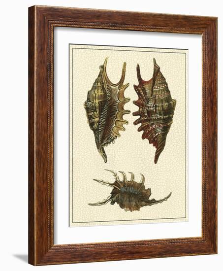 Crackled Antique Shells V-Denis Diderot-Framed Art Print