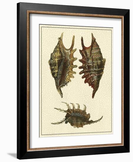 Crackled Antique Shells V-Denis Diderot-Framed Art Print