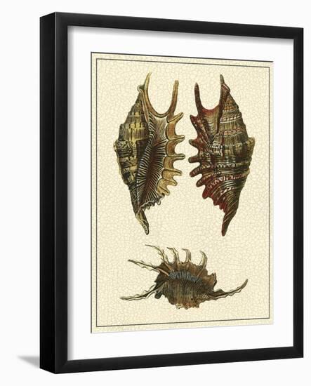 Crackled Antique Shells V-Denis Diderot-Framed Art Print