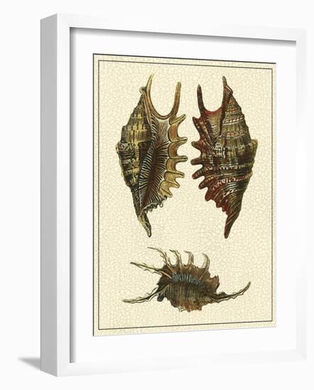 Crackled Antique Shells V-Denis Diderot-Framed Art Print