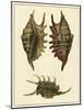 Crackled Antique Shells V-Denis Diderot-Mounted Art Print