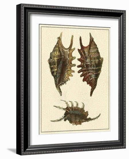 Crackled Antique Shells V-Denis Diderot-Framed Art Print