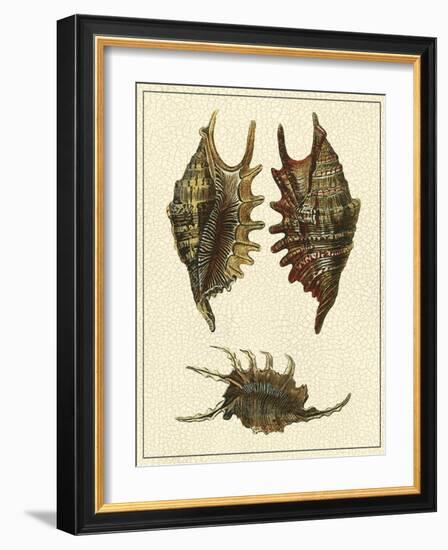 Crackled Antique Shells V-Denis Diderot-Framed Art Print