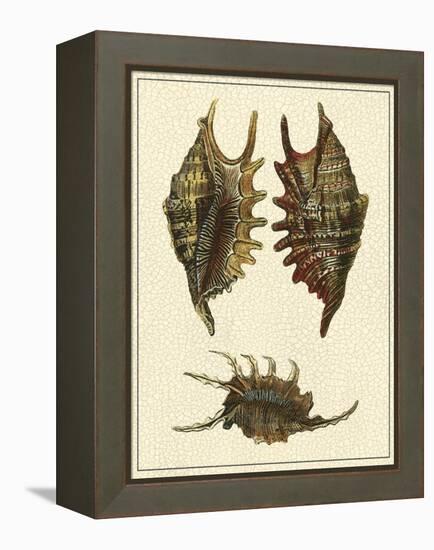 Crackled Antique Shells V-Denis Diderot-Framed Stretched Canvas