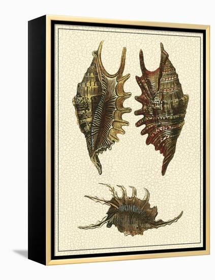 Crackled Antique Shells V-Denis Diderot-Framed Stretched Canvas