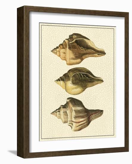 Crackled Antique Shells VI-Denis Diderot-Framed Art Print