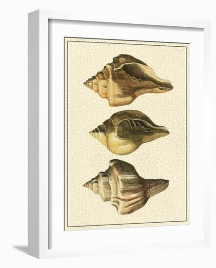 Crackled Antique Shells VI-Denis Diderot-Framed Art Print