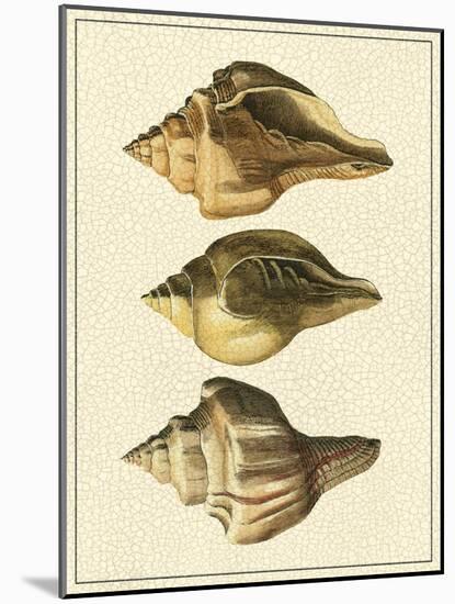Crackled Antique Shells VI-Denis Diderot-Mounted Art Print