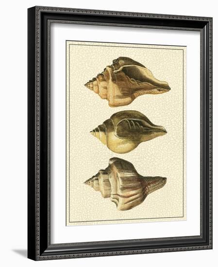 Crackled Antique Shells VI-Denis Diderot-Framed Art Print