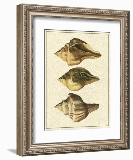 Crackled Antique Shells VI-Denis Diderot-Framed Art Print