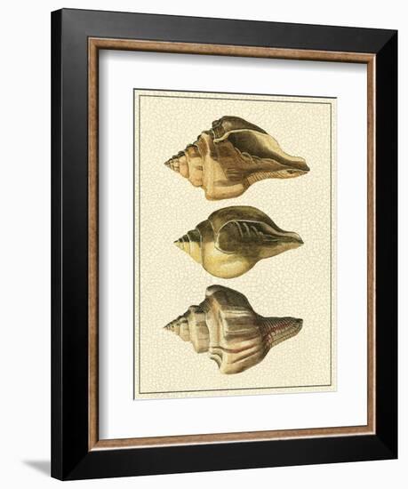 Crackled Antique Shells VI-Denis Diderot-Framed Art Print