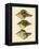 Crackled Antique Shells VI-Denis Diderot-Framed Stretched Canvas