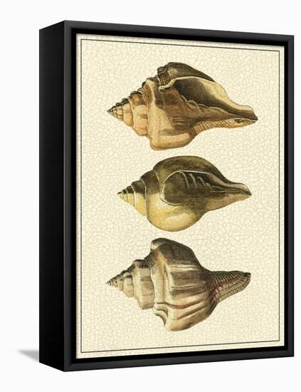 Crackled Antique Shells VI-Denis Diderot-Framed Stretched Canvas