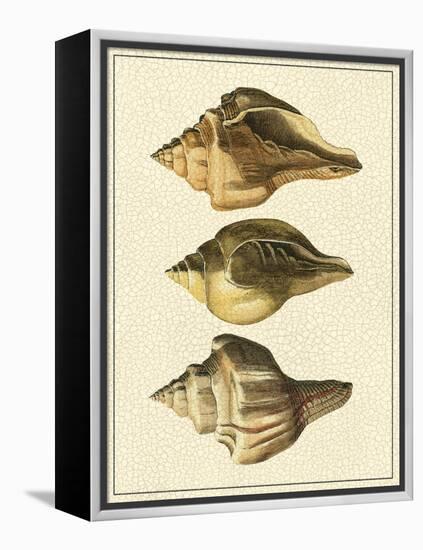 Crackled Antique Shells VI-Denis Diderot-Framed Stretched Canvas