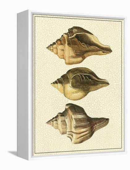 Crackled Antique Shells VI-Denis Diderot-Framed Stretched Canvas