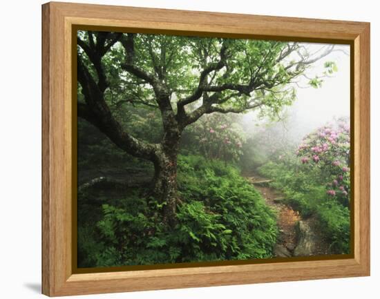 Craggy Gardens, Pisgah National Forest, North Carolina, USA-Adam Jones-Framed Premier Image Canvas