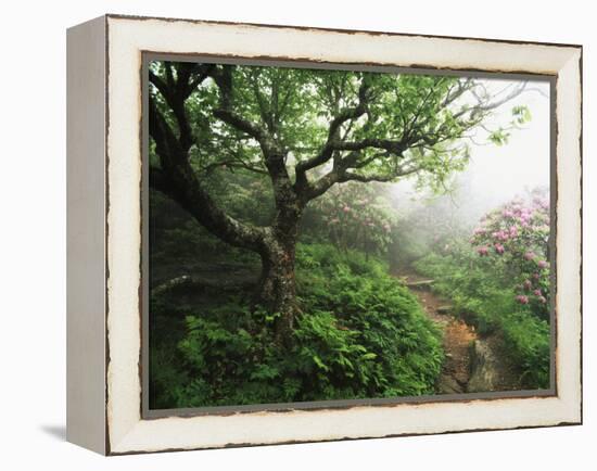 Craggy Gardens, Pisgah National Forest, North Carolina, USA-Adam Jones-Framed Premier Image Canvas