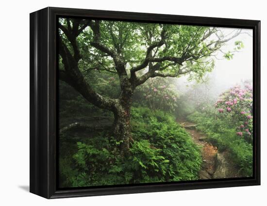 Craggy Gardens, Pisgah National Forest, North Carolina, USA-Adam Jones-Framed Premier Image Canvas