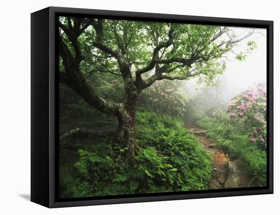 Craggy Gardens, Pisgah National Forest, North Carolina, USA-Adam Jones-Framed Premier Image Canvas