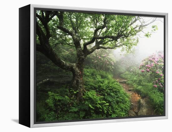 Craggy Gardens, Pisgah National Forest, North Carolina, USA-Adam Jones-Framed Premier Image Canvas