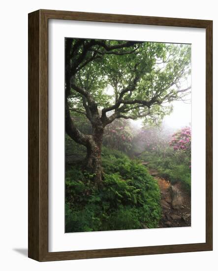 Craggy Gardens, Pisgah National Forest, North Carolina, USA-Adam Jones-Framed Photographic Print