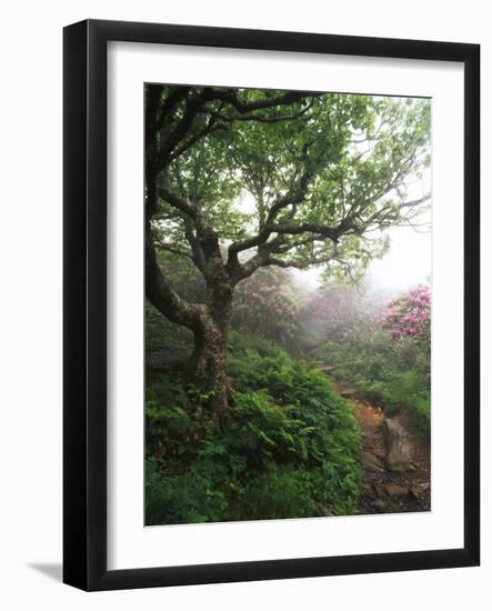 Craggy Gardens, Pisgah National Forest, North Carolina, USA-Adam Jones-Framed Photographic Print