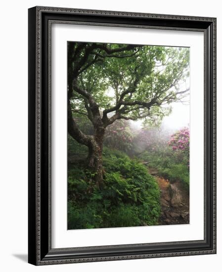 Craggy Gardens, Pisgah National Forest, North Carolina, USA-Adam Jones-Framed Photographic Print