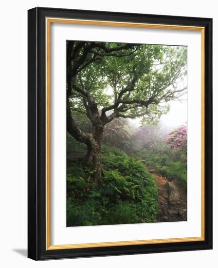 Craggy Gardens, Pisgah National Forest, North Carolina, USA-Adam Jones-Framed Photographic Print