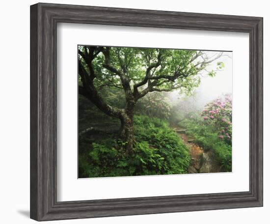 Craggy Gardens, Pisgah National Forest, North Carolina, USA-Adam Jones-Framed Photographic Print