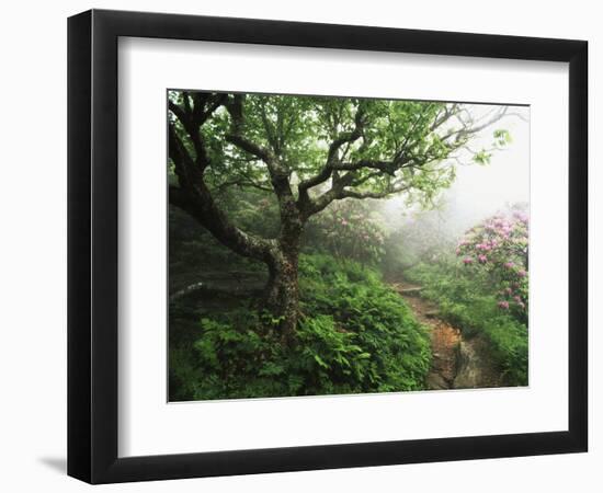 Craggy Gardens, Pisgah National Forest, North Carolina, USA-Adam Jones-Framed Photographic Print