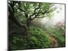 Craggy Gardens, Pisgah National Forest, North Carolina, USA-Adam Jones-Mounted Photographic Print