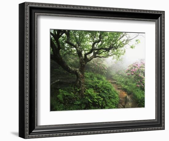 Craggy Gardens, Pisgah National Forest, North Carolina, USA-Adam Jones-Framed Photographic Print