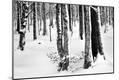 Photographic Print