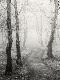 Premium Photographic Print
