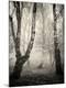 Photographic Print