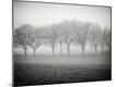 Photographic Print